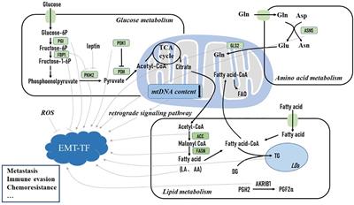 Exploring the Metabolic Vulnerabilities of Epithelial–Mesenchymal Transition in Breast Cancer